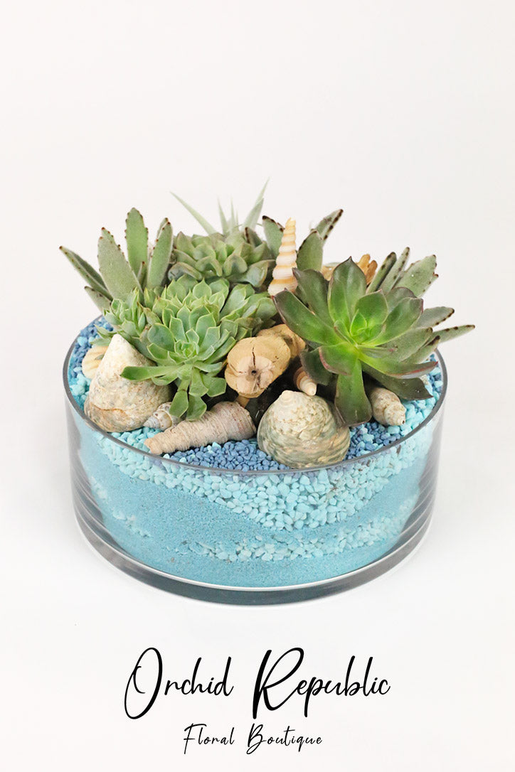 Front view of the coastal succulent terrarium with blue stones and shells in clear glass.