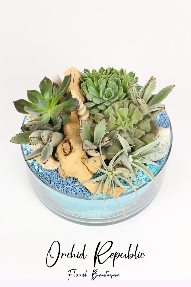 Top view of green succulents, seashells and driftwood arranged over blue sand and pebbles.