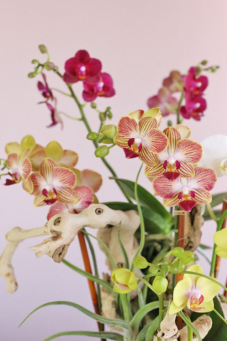 Close-up of yellow, coral, watermelon pink and cream white Phalaenopsis orchid blooms