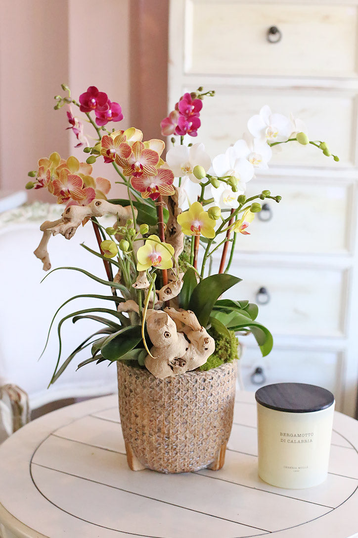 Yellow, coral, pink and cream baby Phalaenopsis orchids in a woven earth-toned pot