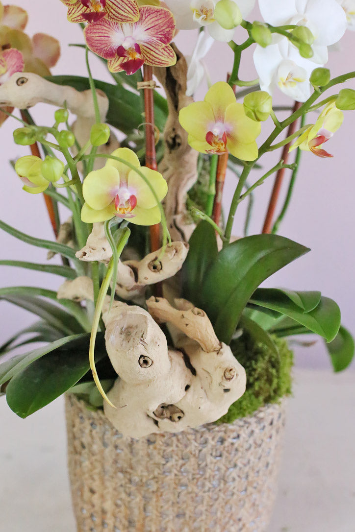 Woven basket-pattern pot with moss, driftwood, air plant and bamboo-supported orchid stems