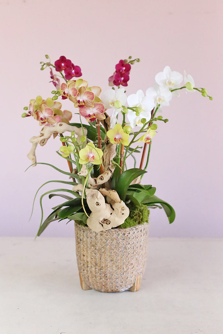 Pantropiko Orchids