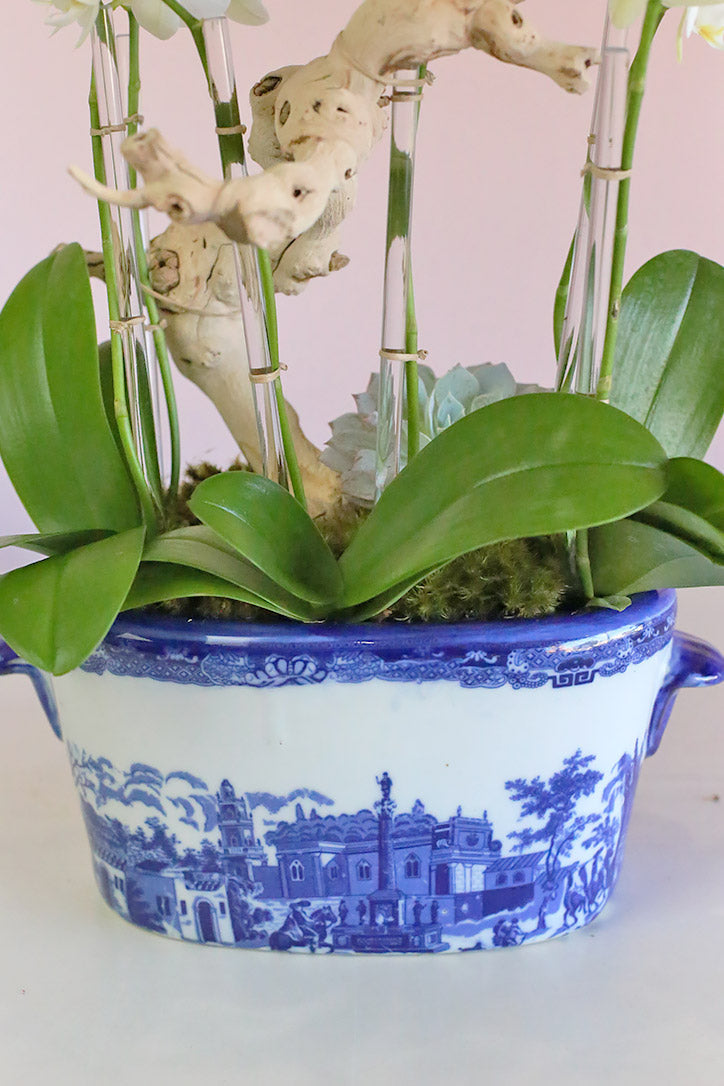 Paradis Blanc Orchids