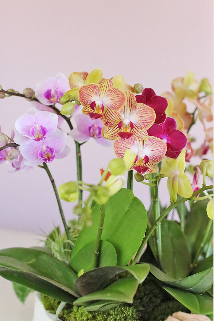 Close-up of pink, coral, yellow and magenta Phalaenopsis orchid blooms
