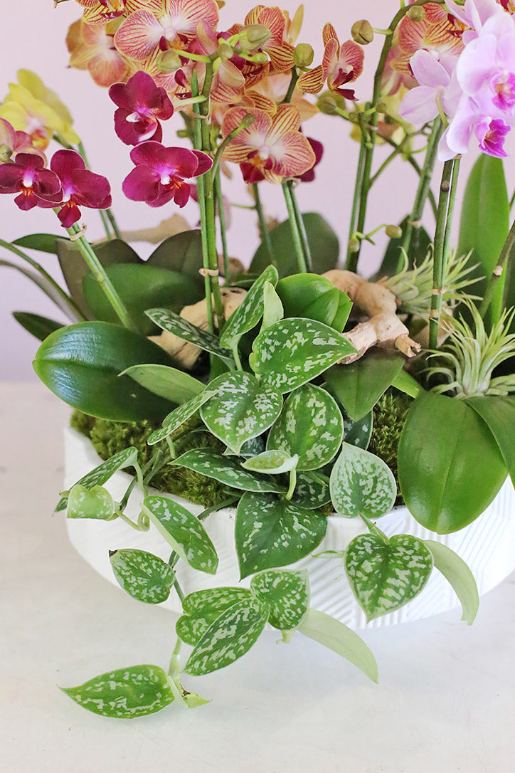 White ceramic vase with moss, orchid leaves, driftwood and whimsical air plants