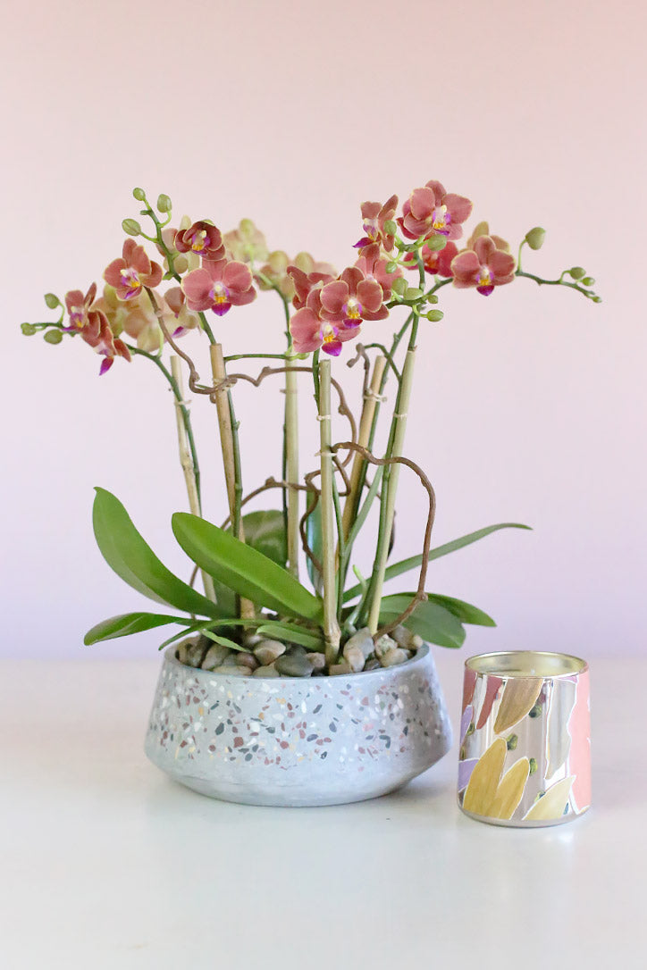 Miniature orange Phalaenopsis orchids in a shallow dusty-blue ceramic planter