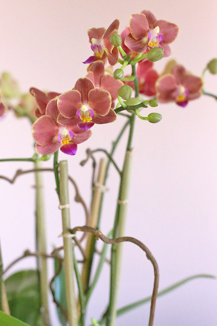 Close-up of sweet orange miniature Phalaenopsis blooms and wooden midollino sticks