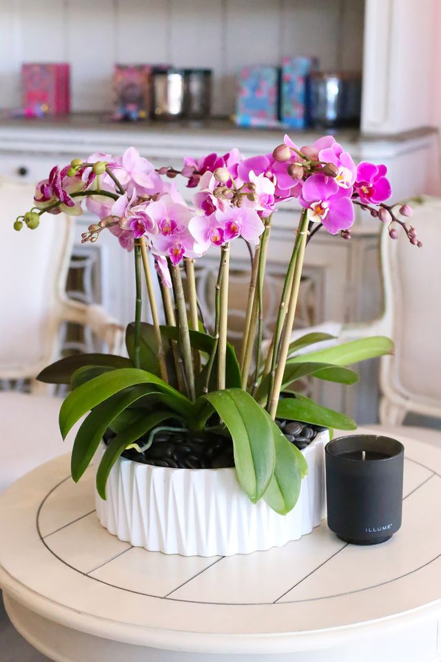 Five baby pink Phalaenopsis orchid plants in a pristine white vase with dark rocks