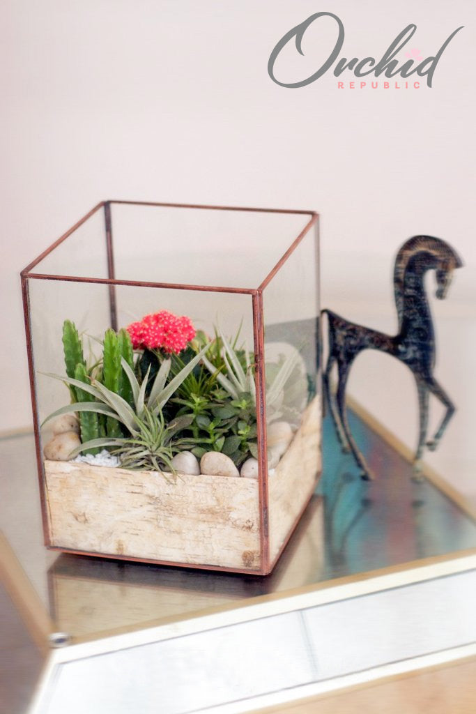 Miniature cacti and green succulents arranged with pale gravel in a clear glass planter.