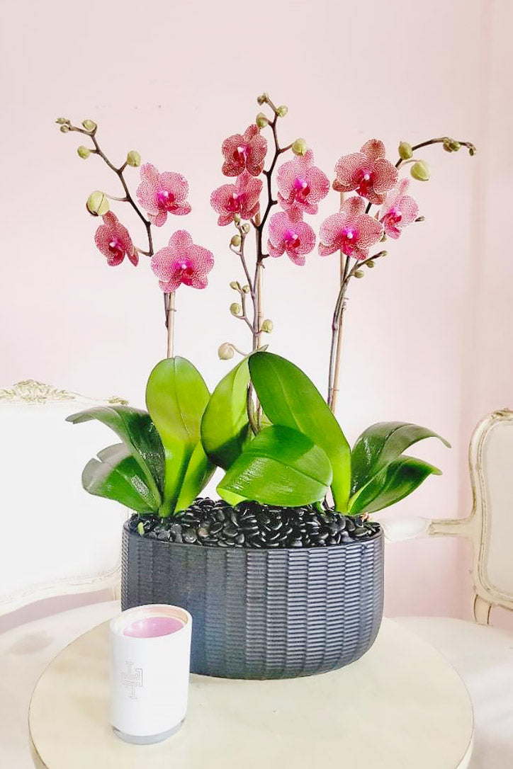 Miniature raspberry-pink Phalaenopsis orchids in a charcoal-black ceramic vase