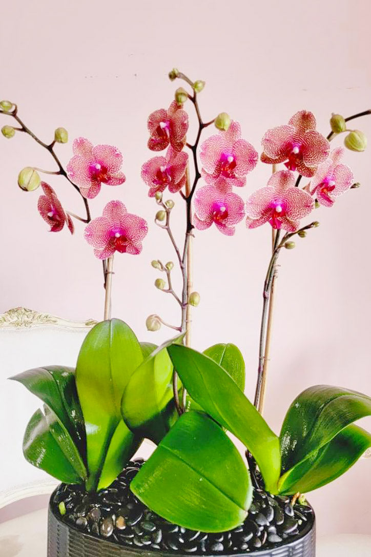Close-up of patterned raspberry-pink Phalaenopsis orchid petals and buds