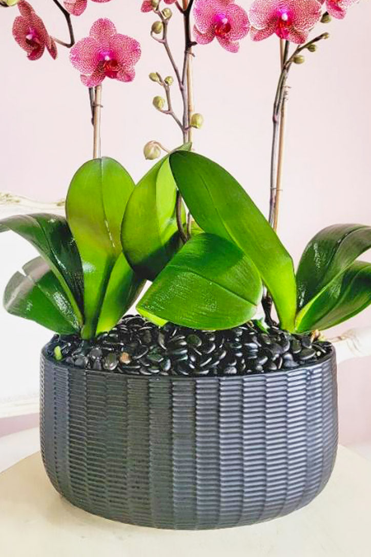 Charcoal-black ceramic vase with dark pebbles, orchid leaves and wooden midollino sticks