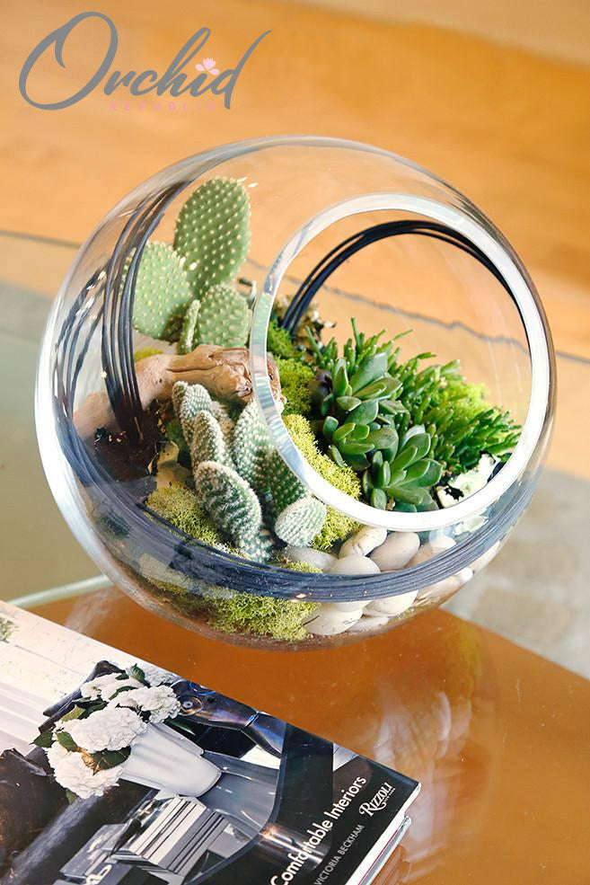 Cacti and succulents with warm moss, white river rocks and black midollino in a clear glass orb.