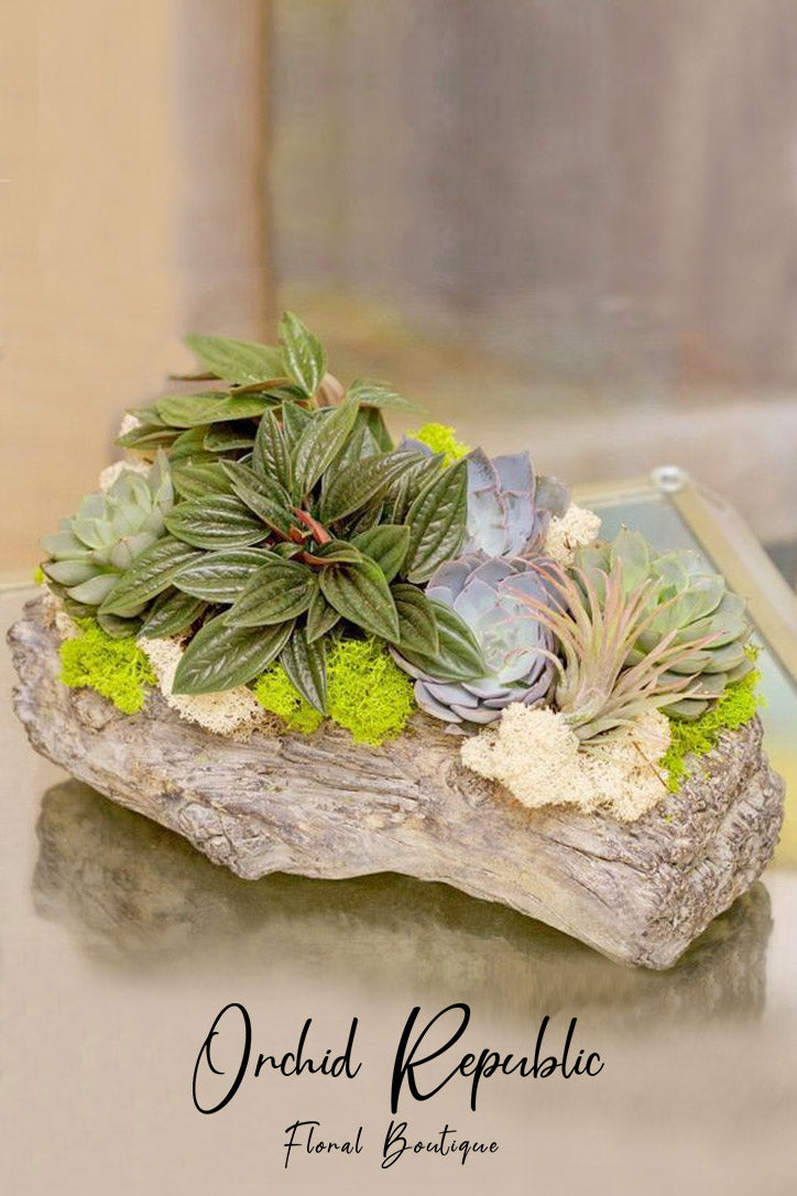 Mixed cacti and rosette succulents arranged with moss and stones on a natural wood base.