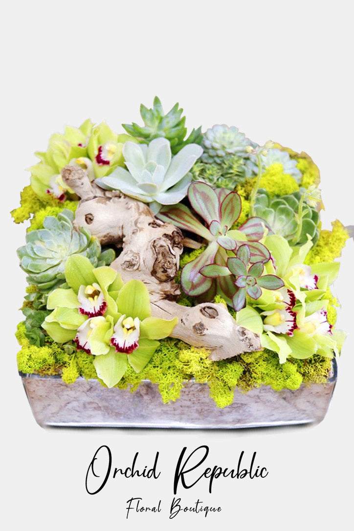 Green cymbidium orchids and rosette succulents with moss and wood in a square glass planter.