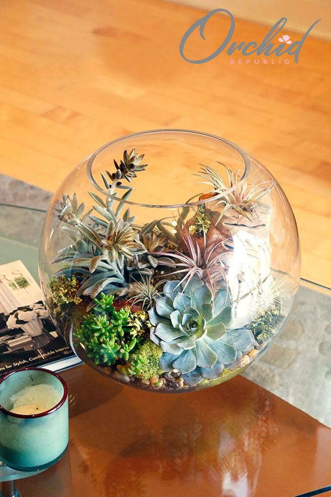 Assorted green succulents and air plants arranged with moss in a round glass terrarium bowl.
