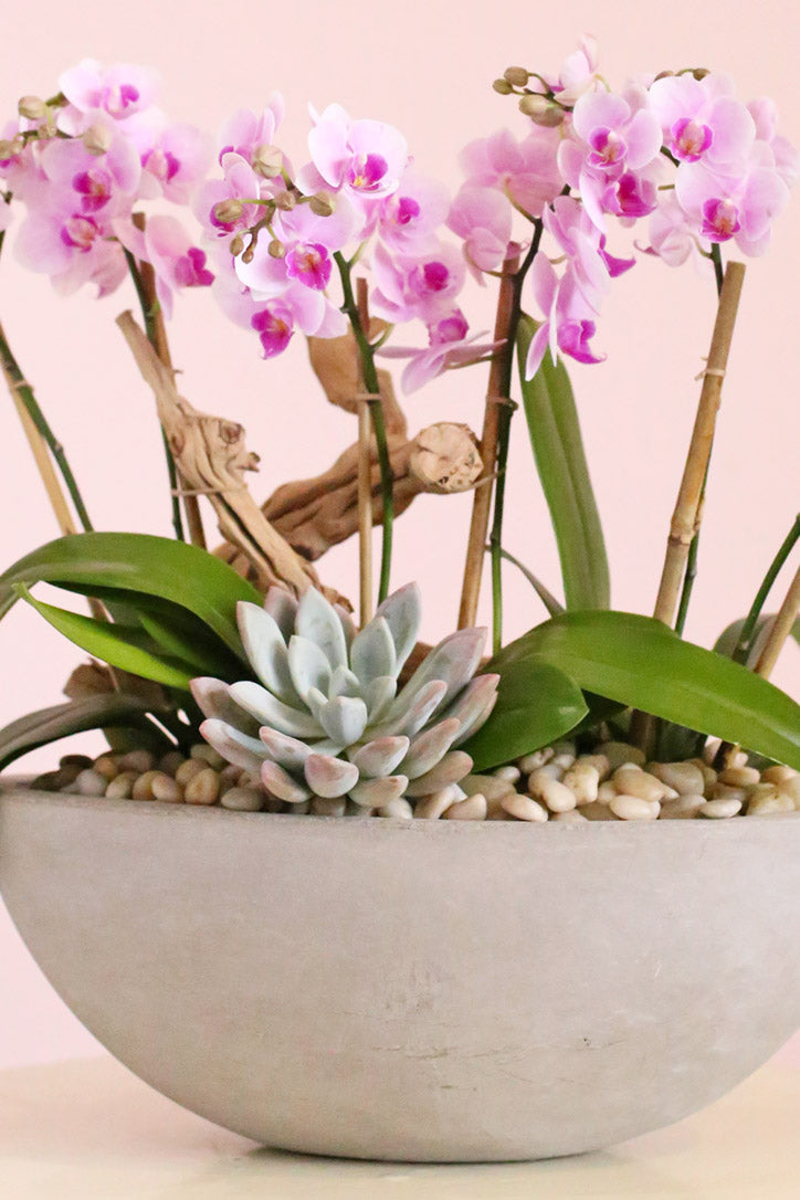 Gray bowl-shaped clay pot with succulent, gray pebbles and multi-stem pink orchids