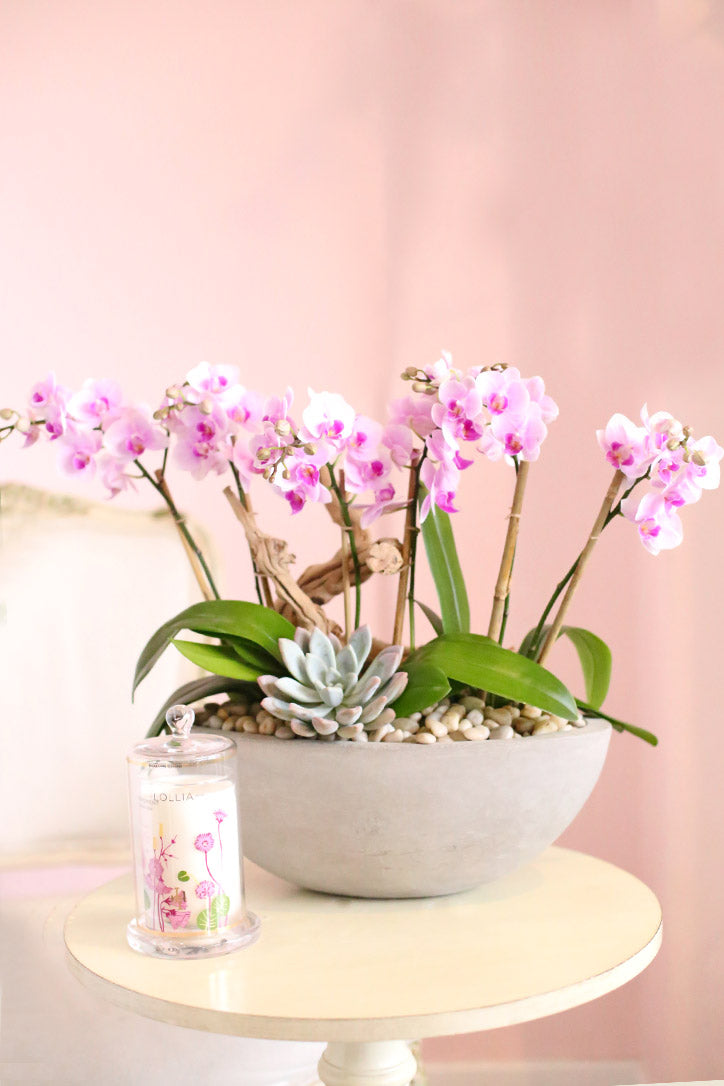 Multi-stem baby pink Phalaenopsis orchids in a gray bowl-shaped clay pot