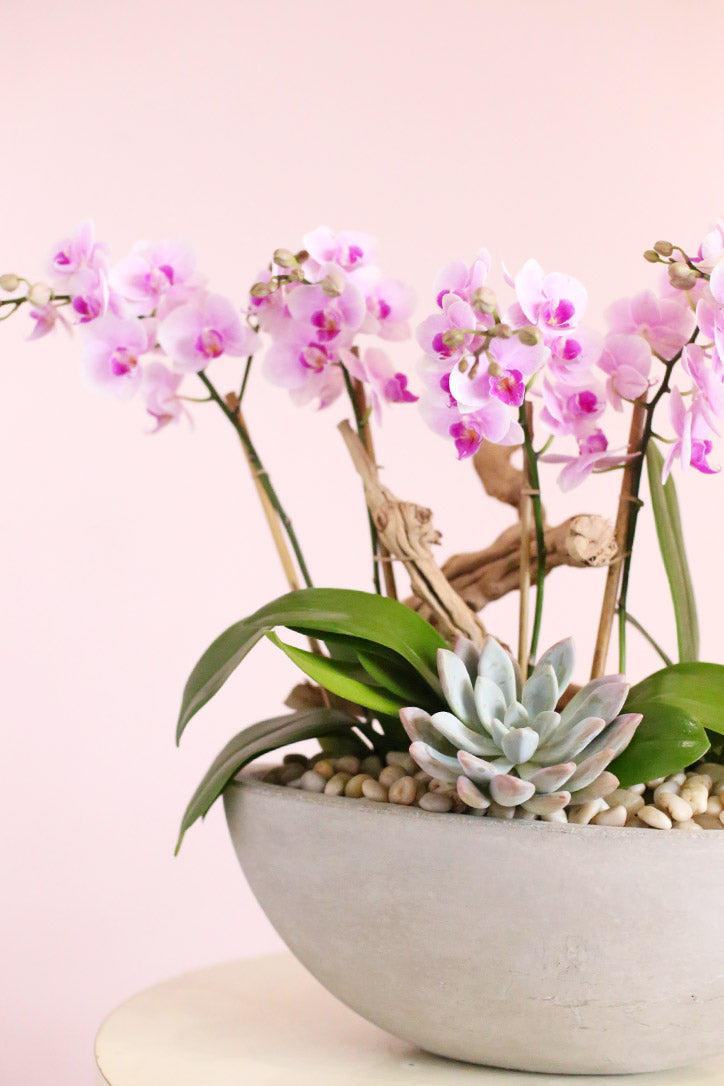 Close-up of delicate baby pink orchid blooms above succulent and gray pebble accents