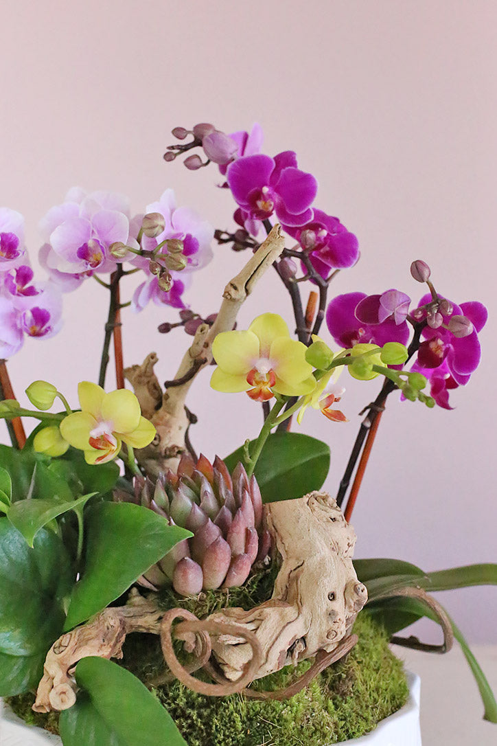 Close-up of yellow, bubblegum pink and magenta Phalaenopsis orchid blooms