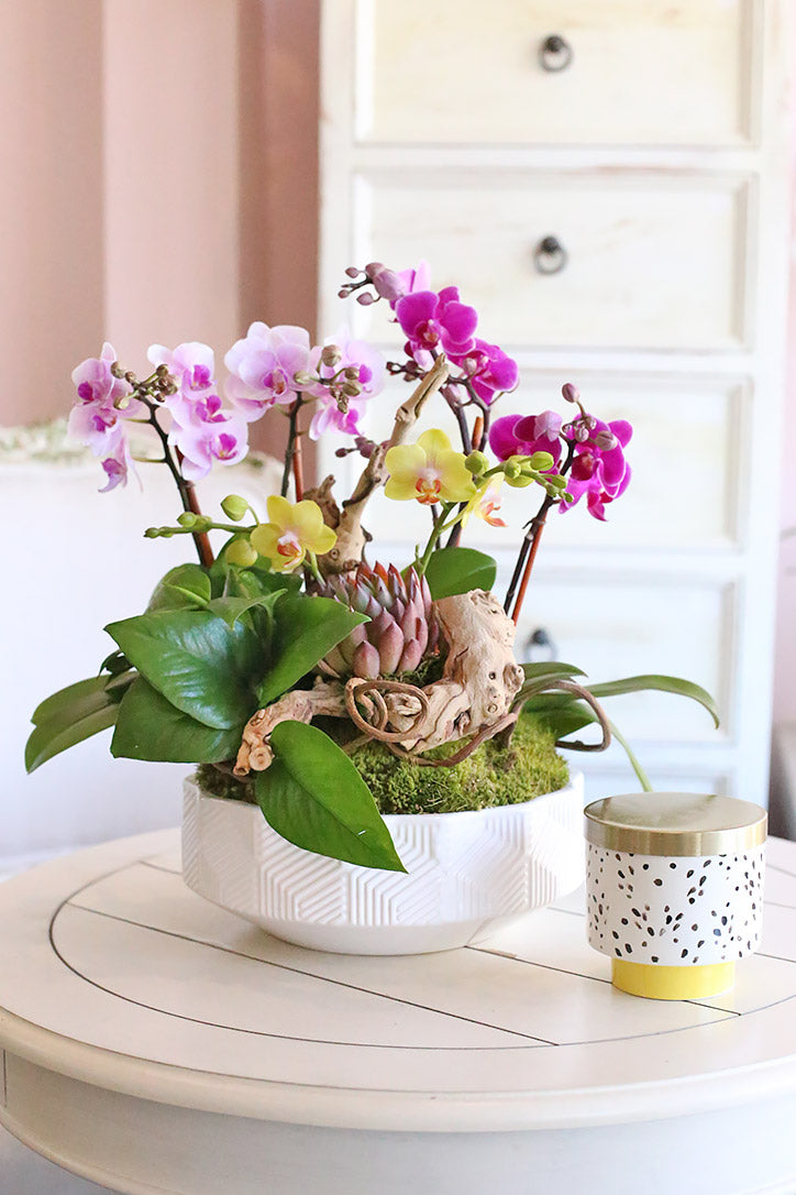 Yellow, pink and magenta baby orchids in an embossed white vase with driftwood and succulent