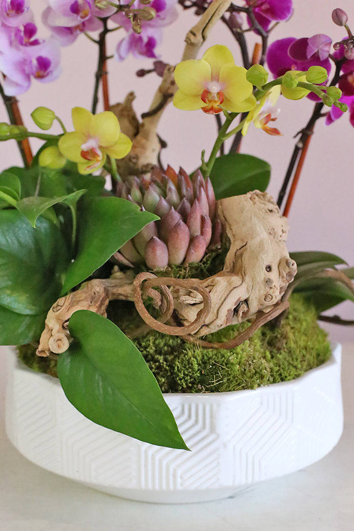 Embossed white ceramic vase with moss, succulent, orchid leaves and driftwood