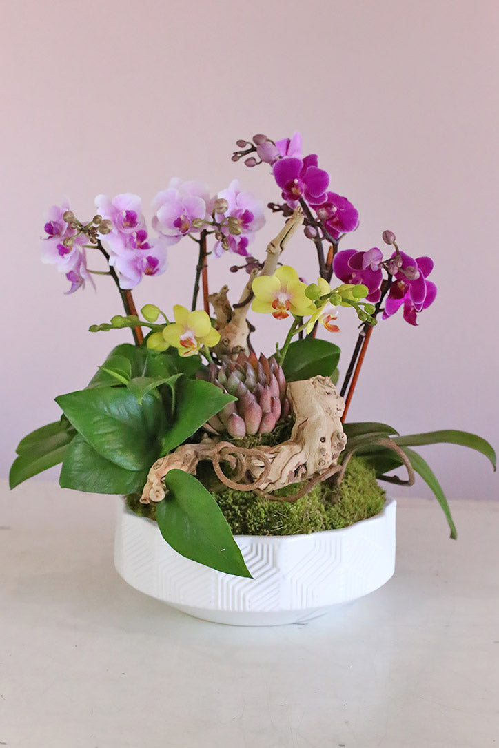 Tropical Oasis Orchids