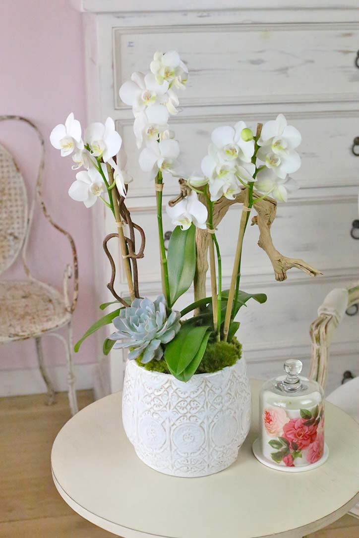 Multi-stem white Phalaenopsis orchids with succulent and wood in a white ceramic vase