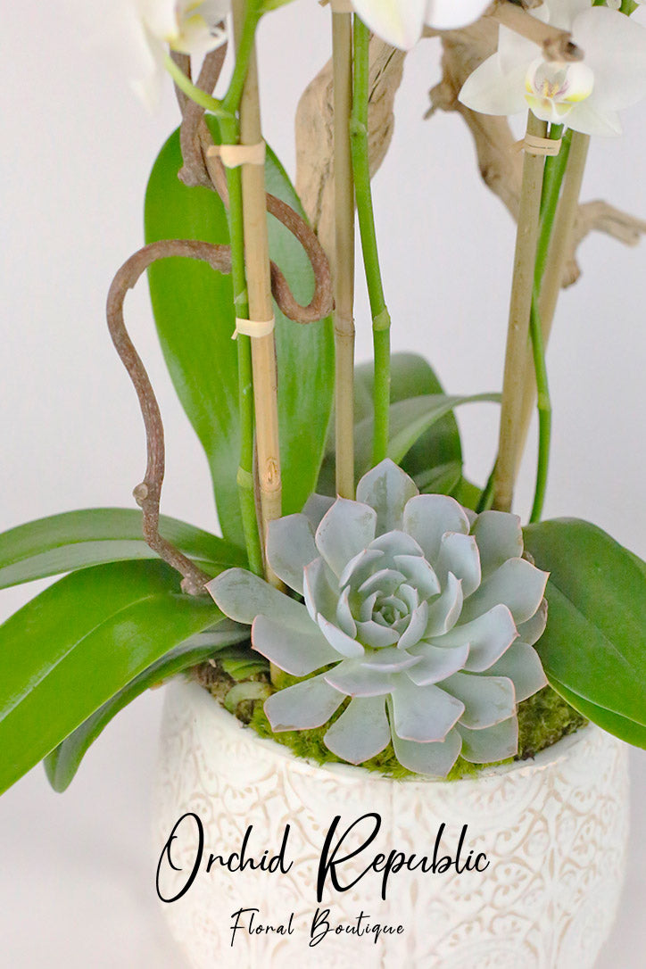White ceramic vase with orchid leaves, natural wood, curly willow and a rosette succulent