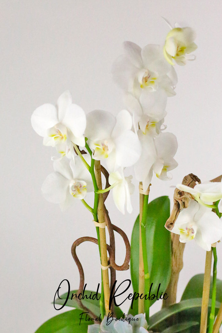 Close-up of classic white Phalaenopsis orchid blooms and unopened buds
