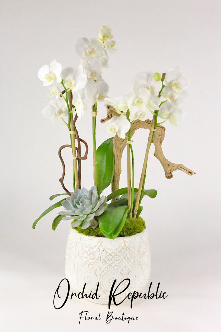 Multi-stem white Phalaenopsis orchids with succulent and wood in a white ceramic vase