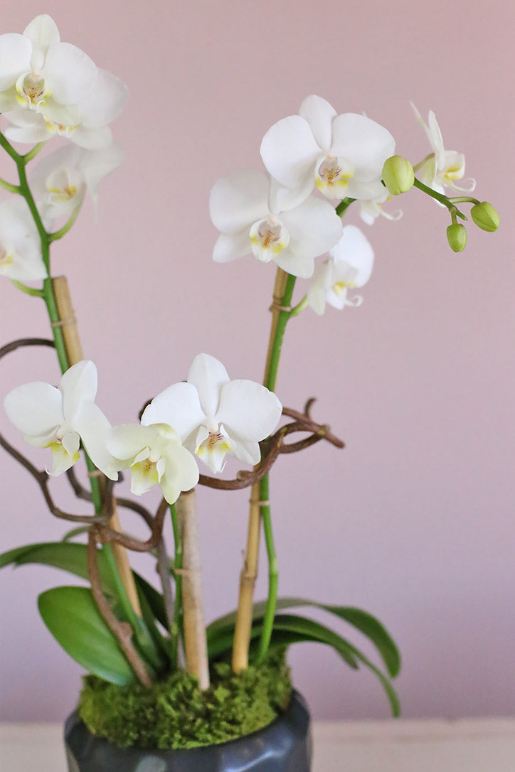 Yin and Yang Orchids