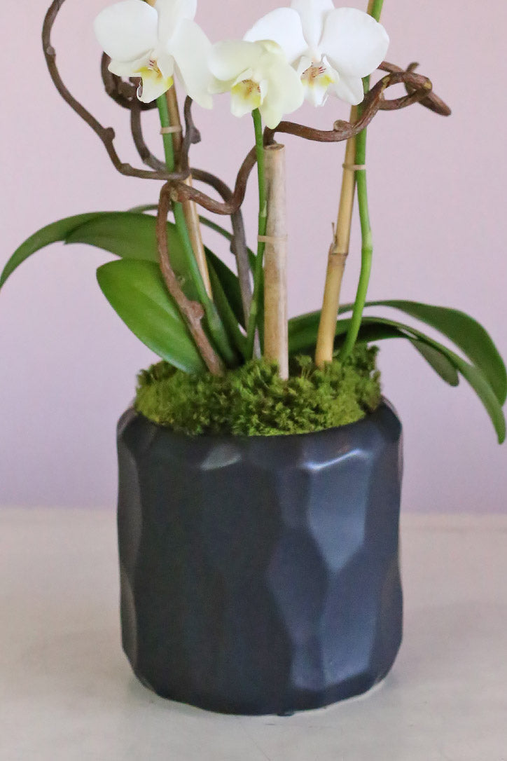 Yin and Yang Orchids