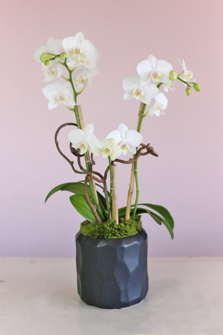 Yin and Yang Orchids