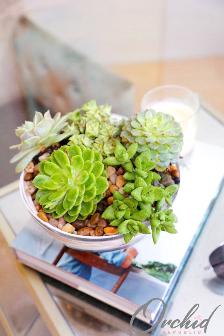 Assorted apple-green rosette succulents with decorative stones in an elegant ceramic planter.