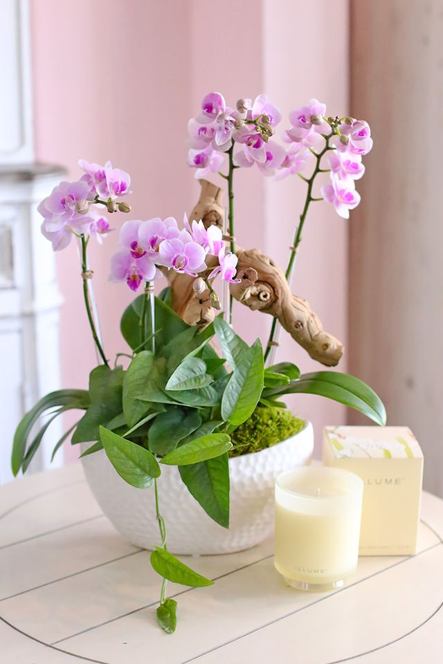Blush baby Phalaenopsis orchids with Cebu blue pothos in a large white ceramic vase