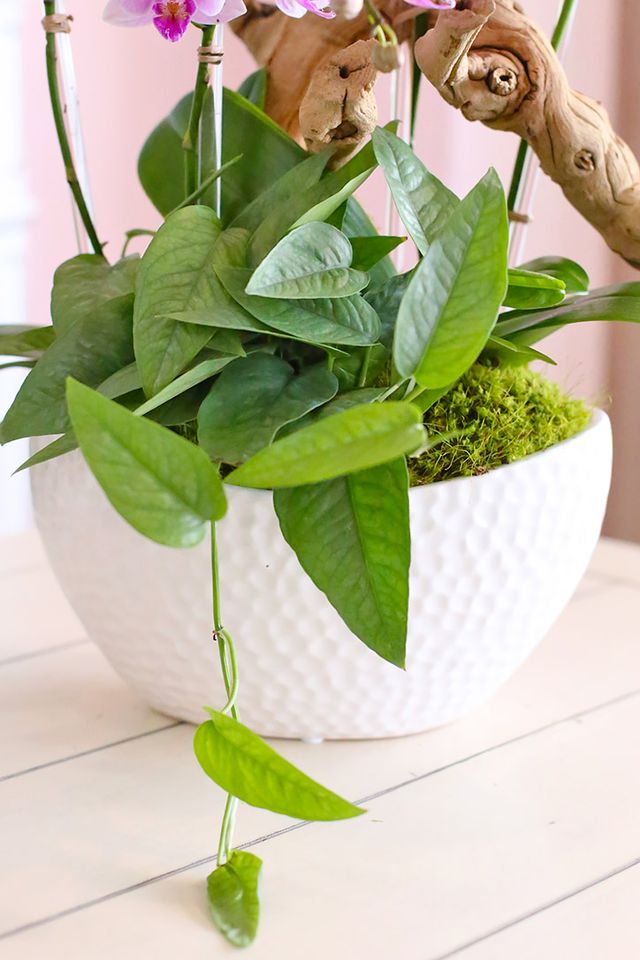 Large white ceramic vase with moss, natural wood, orchid leaves and trailing pothos
