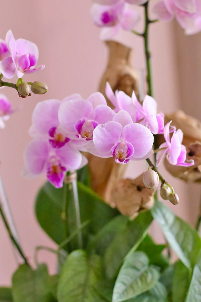 Close-up of soft blush baby orchid blooms and cascading blue-green pothos leaves