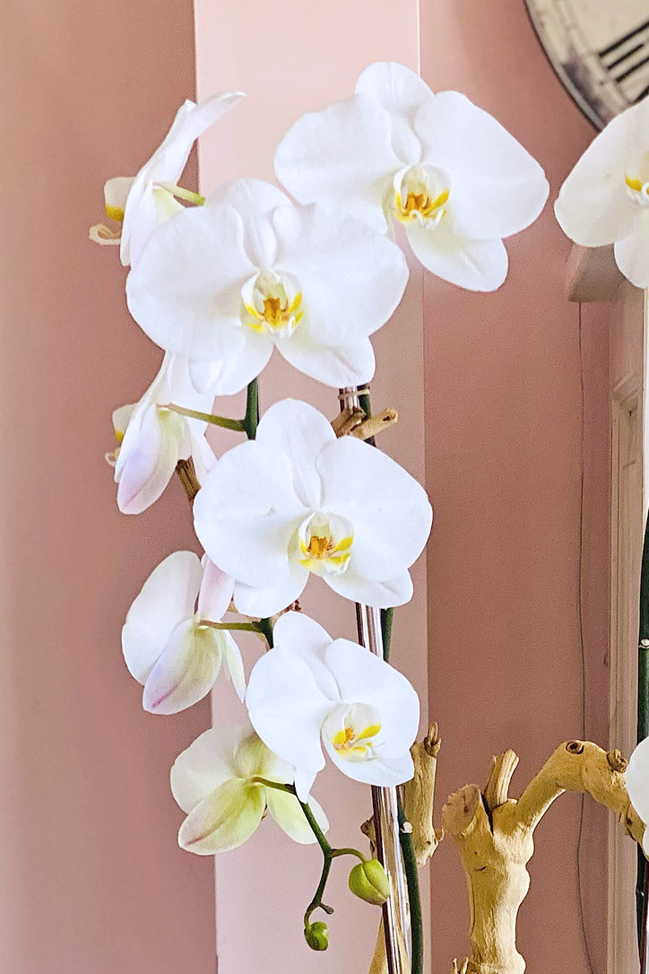 Cloudline Orchids