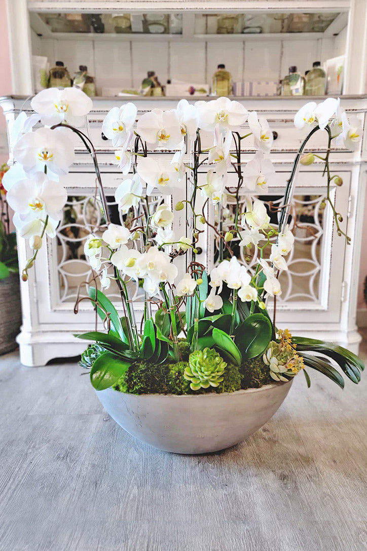 Large and miniature white Phalaenopsis orchids with succulents in a rustic clay pot