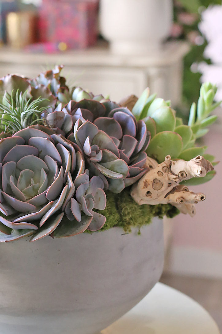 Close-up of green echeveria rosettes, purple succulents, moss and natural wood accents.