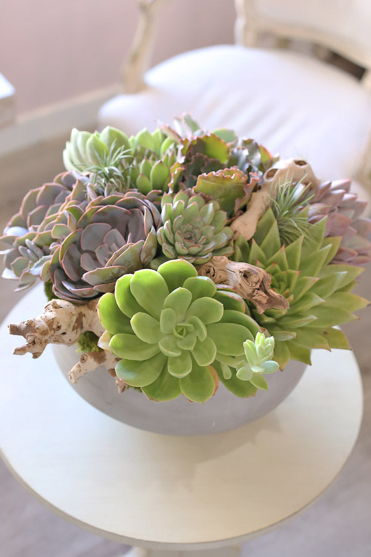 Top view of assorted green and purple succulents arranged with moss in a gray ceramic bowl.