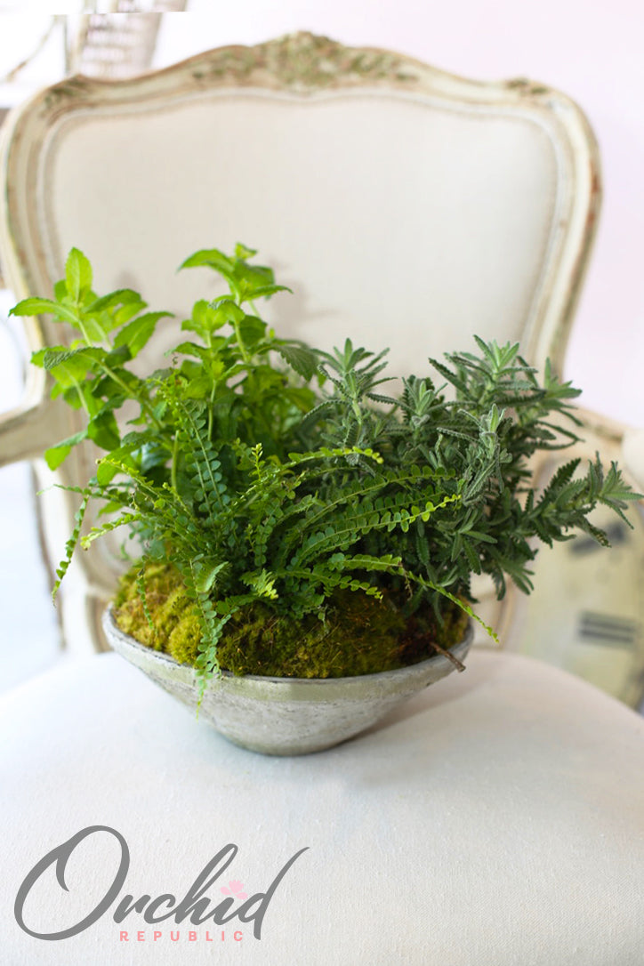 Assorted fresh green culinary herbs arranged together in an elegant textured stone planter.
