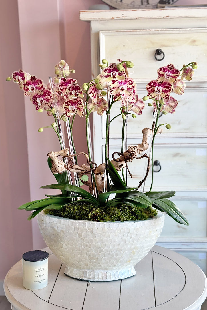 Four cream and yellow Phalaenopsis orchids splashed with magenta in a shell boat planter