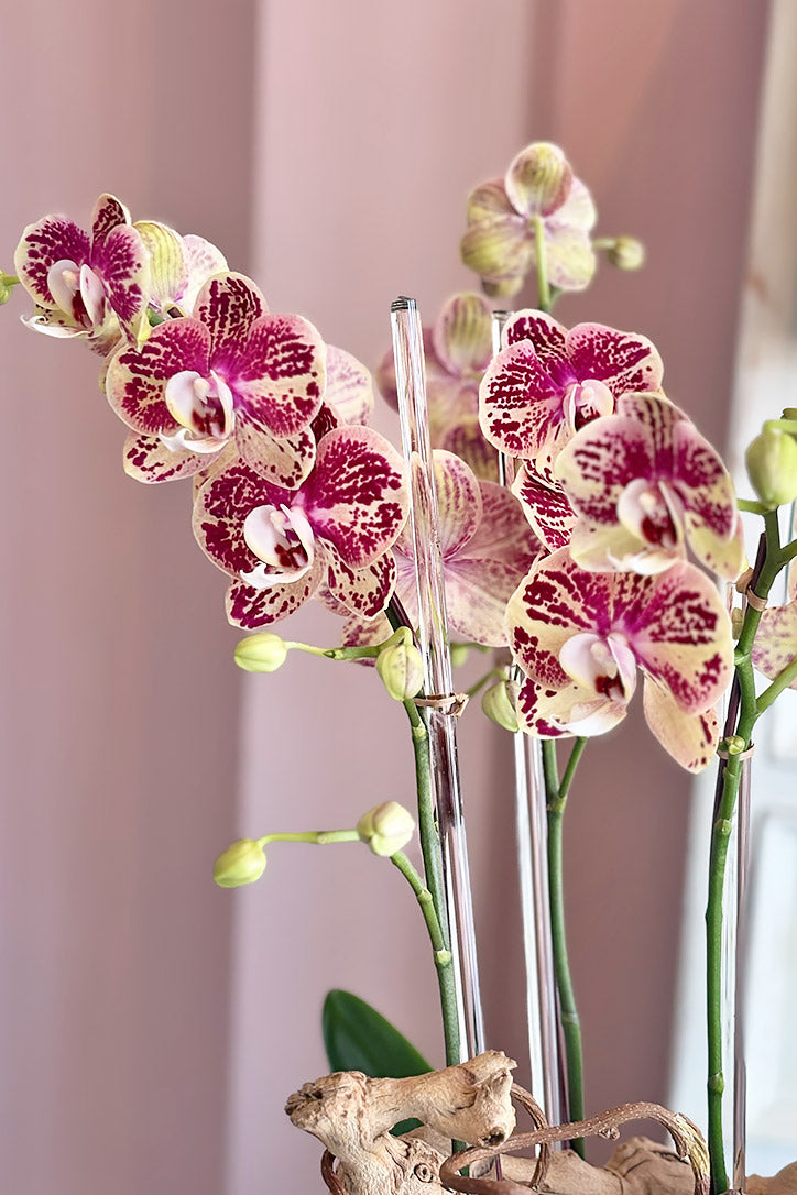 Close-up of cream and yellow orchid blooms with rich magenta splashes and clear supports
