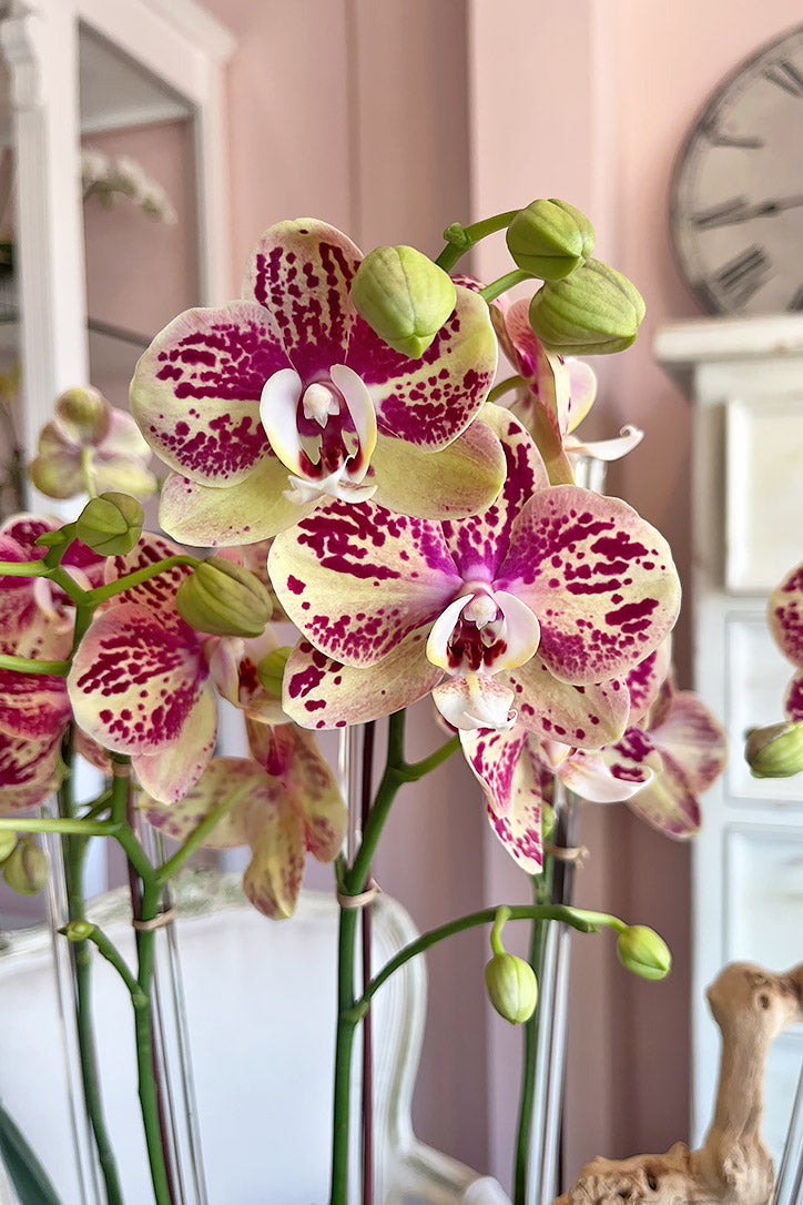 Close-up of cream and yellow orchid blooms with rich magenta splashes and clear supports