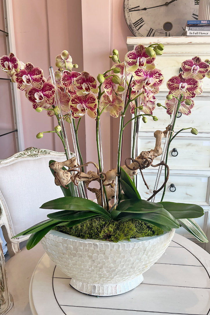 Four cream and yellow Phalaenopsis orchids splashed with magenta in a shell boat planter