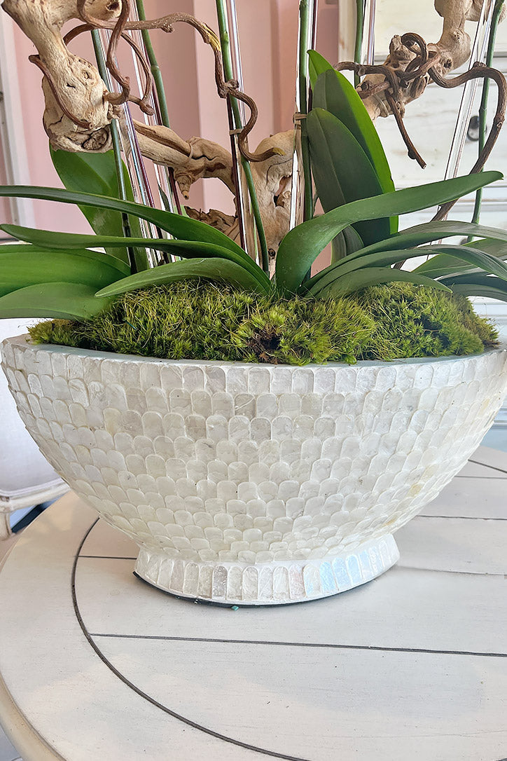 Capri shell boat planter with moss, curly kiwi branches, wood and green orchid leaves