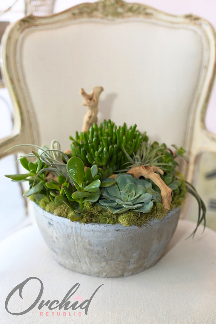 Echeveria, jade succulents and air plants with birchwood and moss in a stone planter.