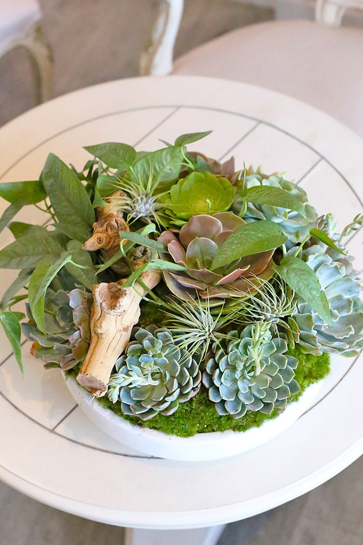 Top view of blue-green succulents, air plants, moss and driftwood in a white bowl.